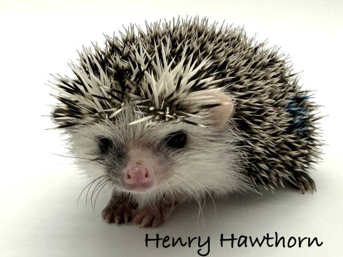 photo of hedgehog for sale