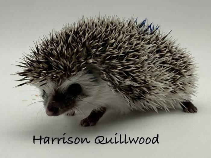 photo of hedgehog for sale