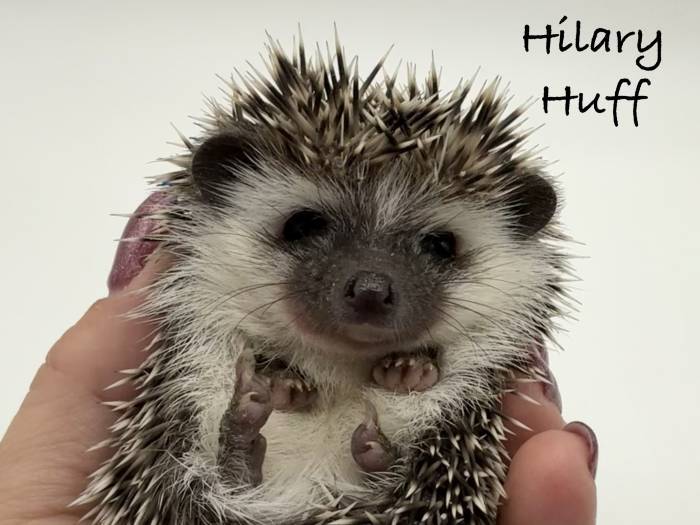 photo of hedgehog for sale