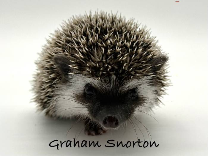 photo of hedgehog for sale