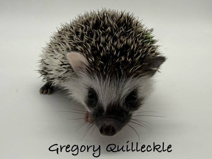 photo of hedgehog for sale