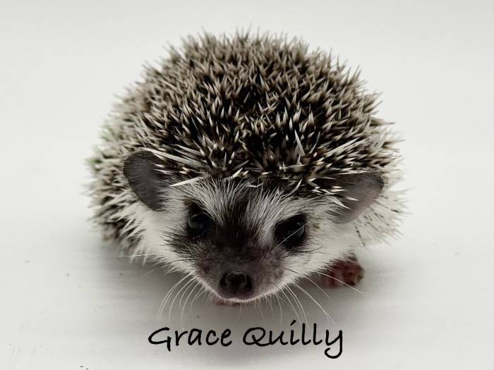 photo of hedgehog for sale