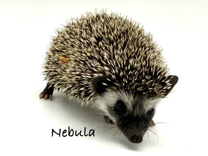 photo of hedgehog for sale