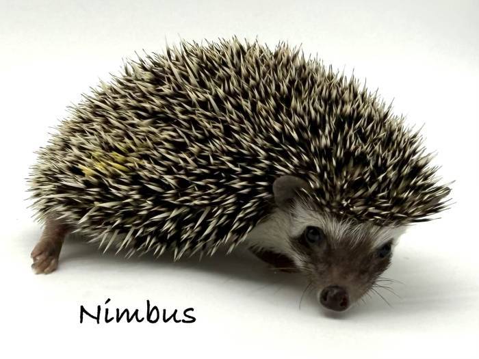 photo of hedgehog for sale