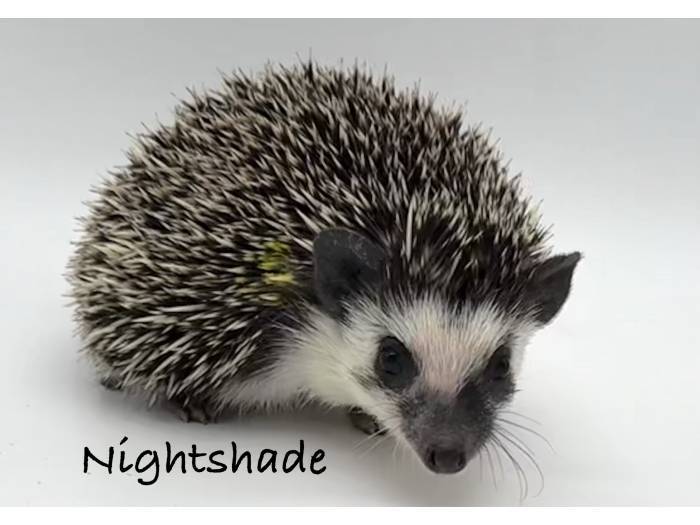 photo of hedgehog for sale