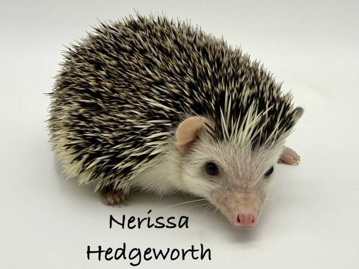 photo of hedgehog for sale