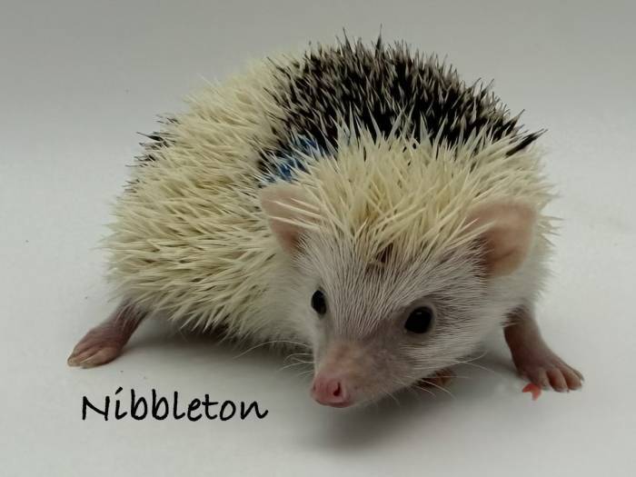 photo of hedgehog for sale