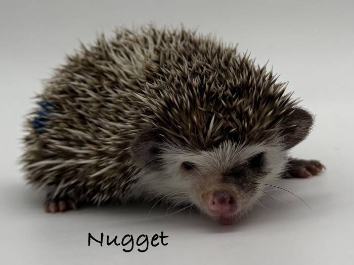 photo of hedgehog for sale
