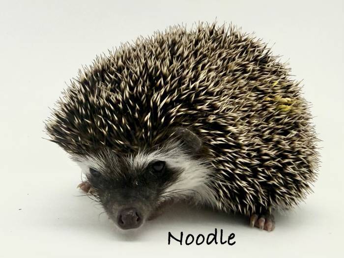 photo of hedgehog for sale