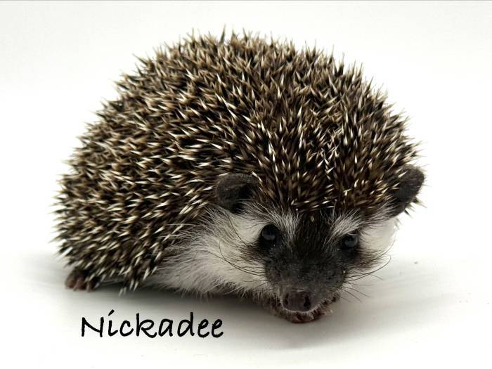 photo of hedgehog for sale