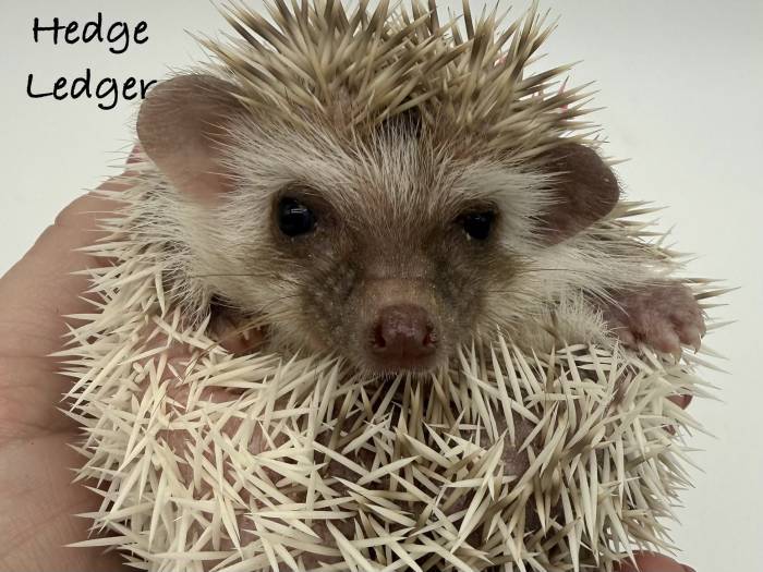 photo of hedgehog for sale