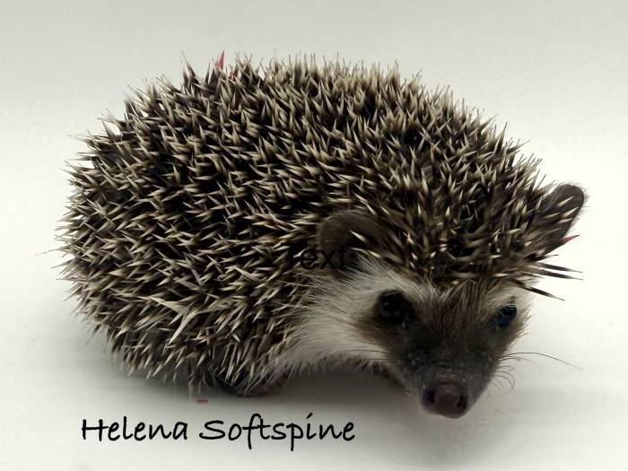 photo of hedgehog for sale
