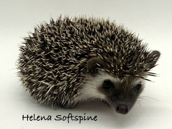 photo of hedgehog for sale
