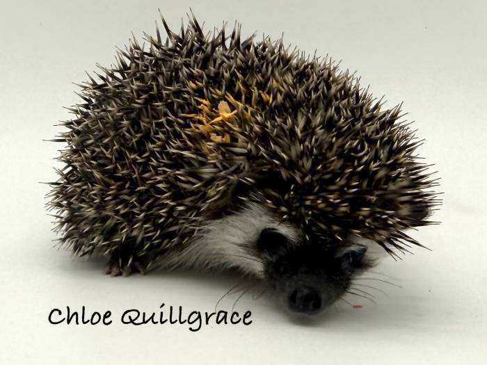 photo of hedgehog for sale