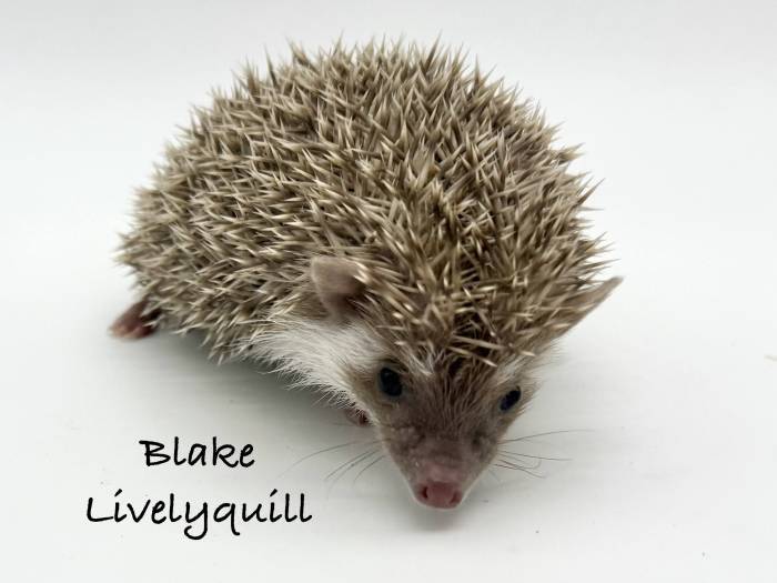 photo of hedgehog for sale