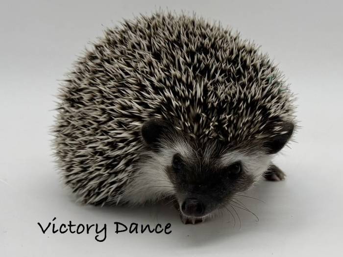 photo of hedgehog for sale