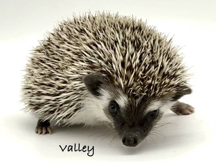 photo of hedgehog for sale