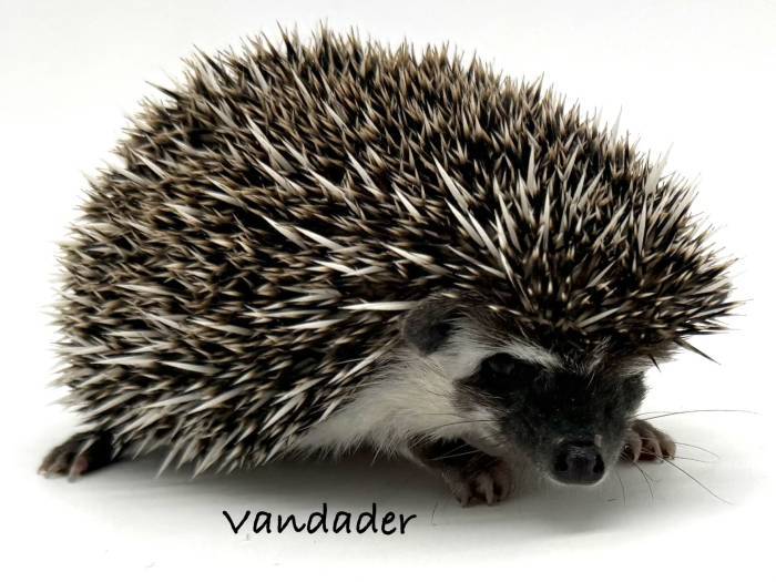 photo of hedgehog for sale