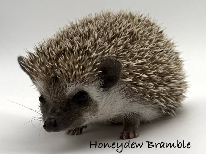 photo of hedgehog for sale