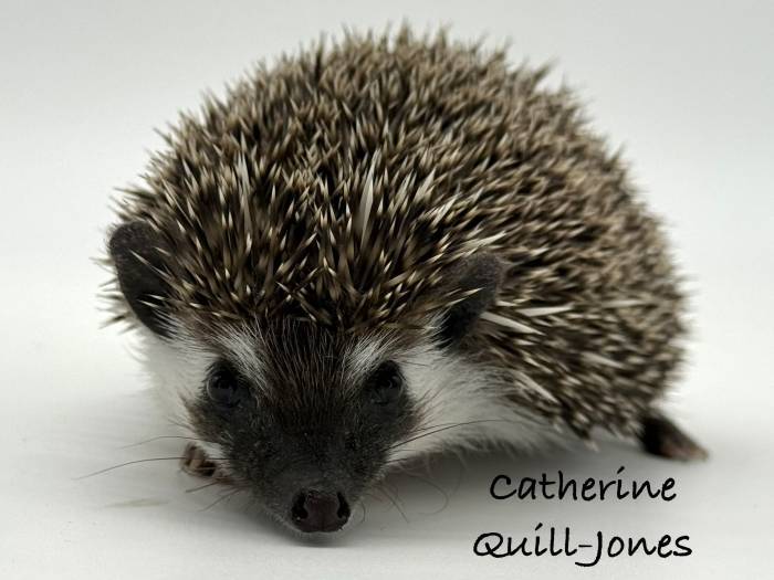 photo of hedgehog for sale