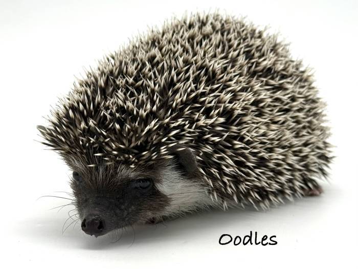 photo of hedgehog for sale