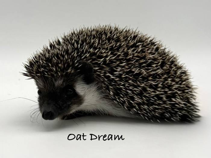 photo of hedgehog for sale