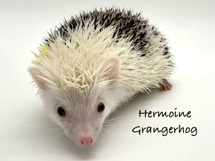 photo of hedgehog for sale