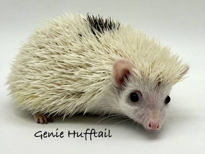 photo of hedgehog for sale