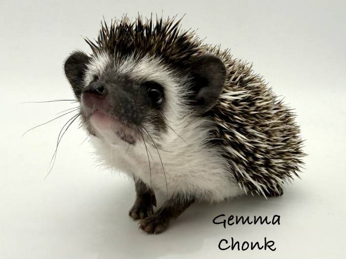 photo of hedgehog for sale