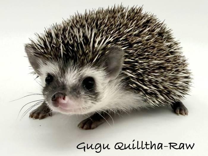 photo of hedgehog for sale