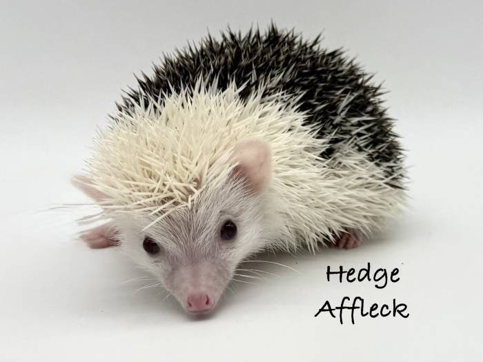 photo of hedgehog for sale
