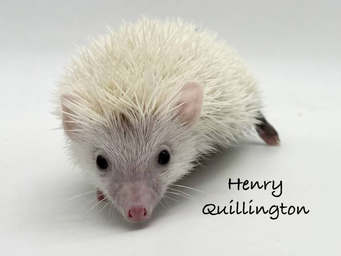 photo of hedgehog for sale
