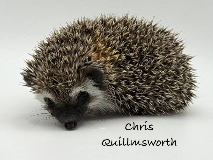 photo of hedgehog for sale