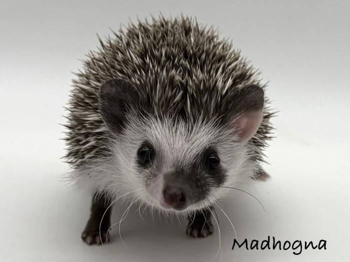 photo of hedgehog for sale
