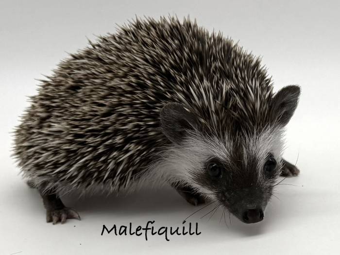 photo of hedgehog for sale
