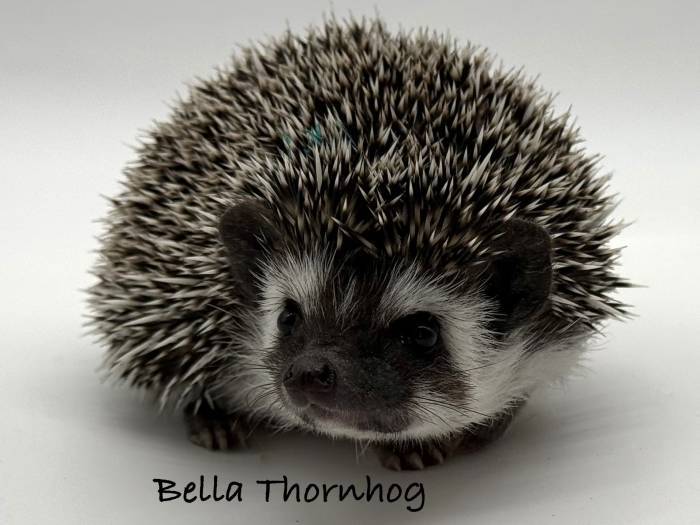 photo of hedgehog for sale