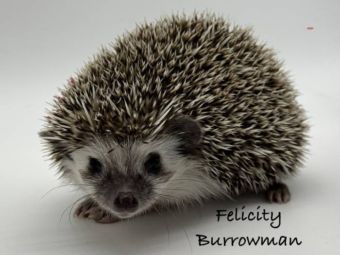 photo of hedgehog for sale