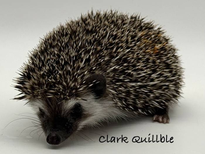 photo of hedgehog for sale