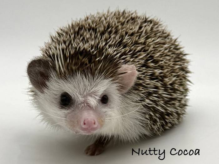 photo of hedgehog for sale
