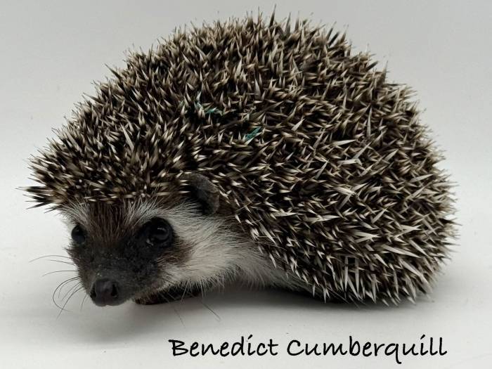 photo of hedgehog for sale