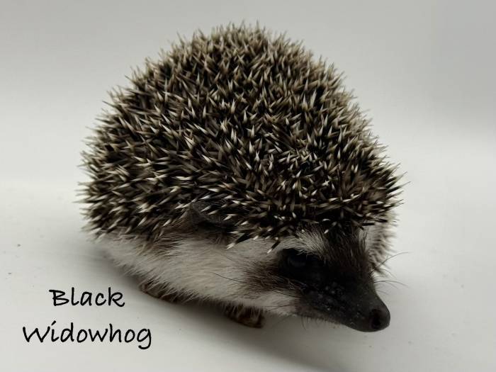 photo of hedgehog for sale