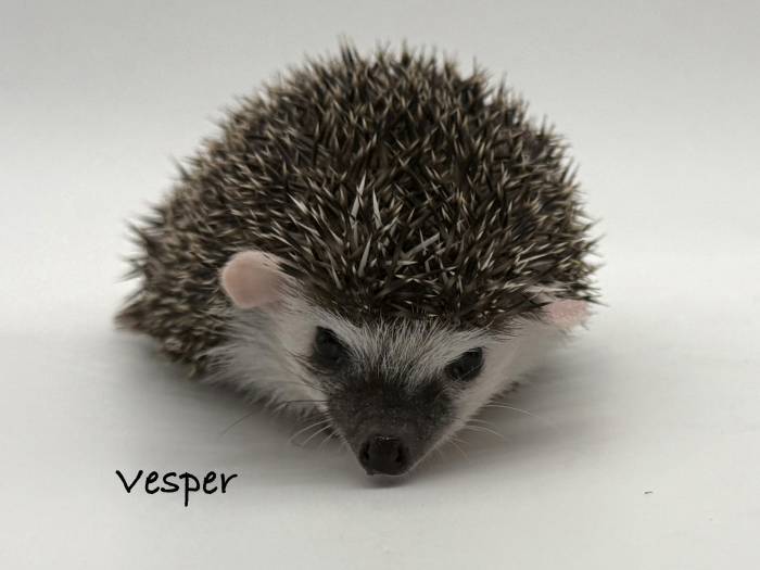 photo of hedgehog for sale