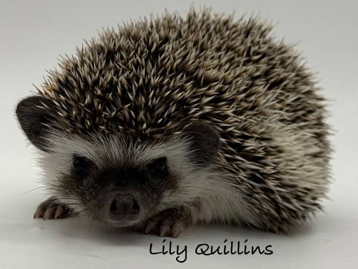 photo of hedgehog for sale