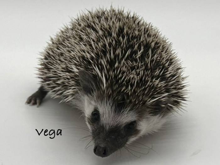 photo of hedgehog for sale