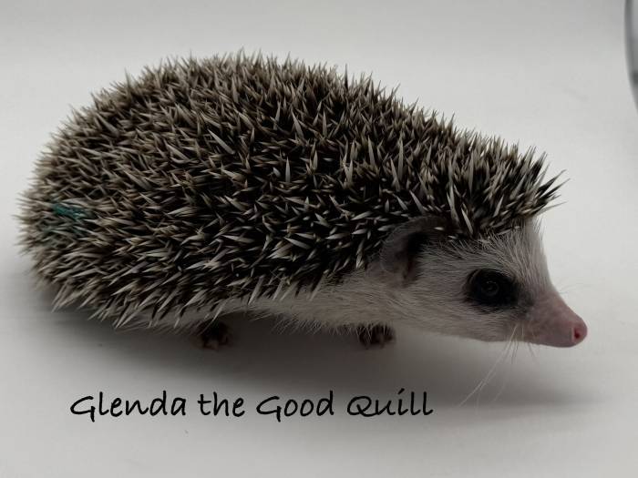 photo of hedgehog for sale