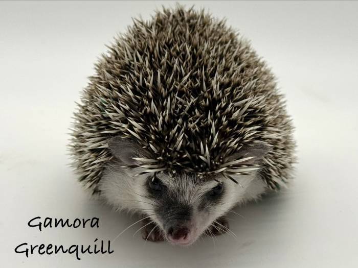 photo of hedgehog for sale