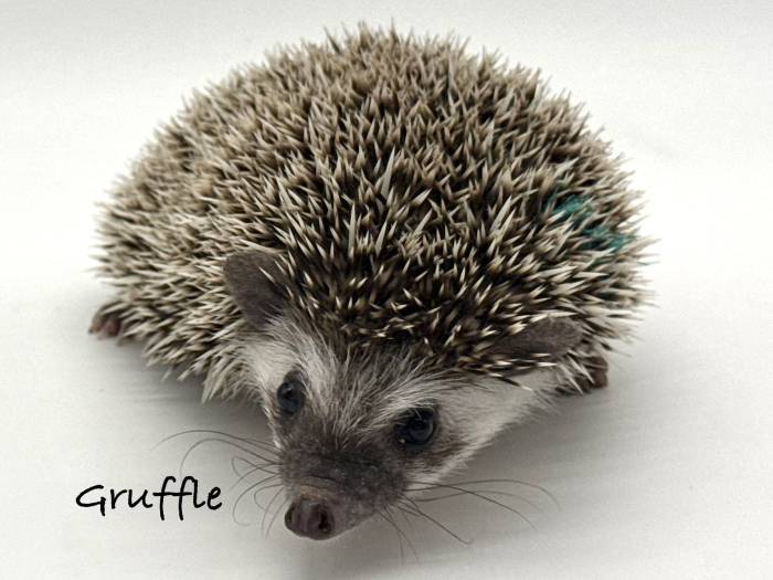 photo of hedgehog for sale