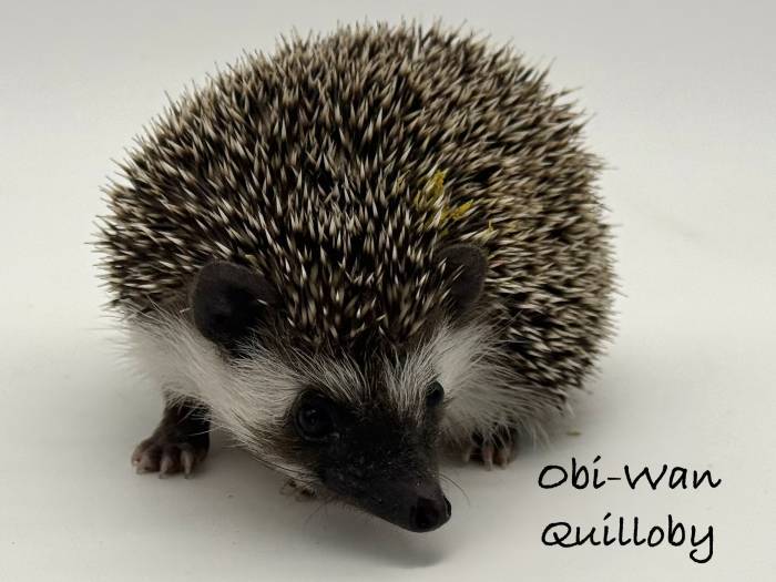photo of hedgehog for sale