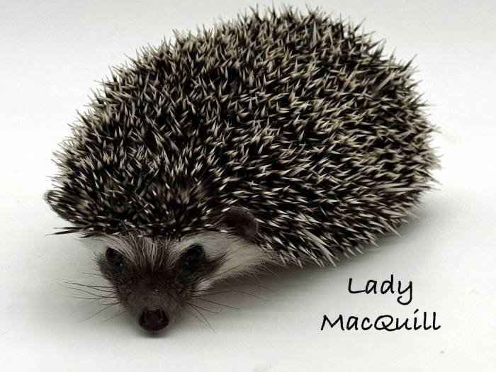 photo of hedgehog for sale