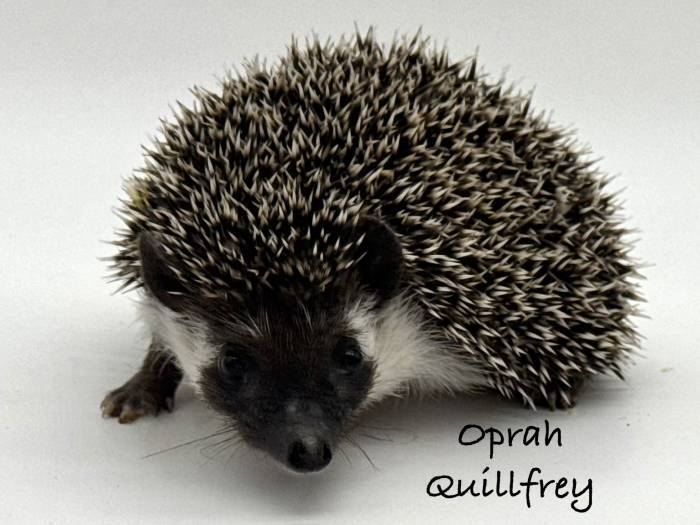 photo of hedgehog for sale